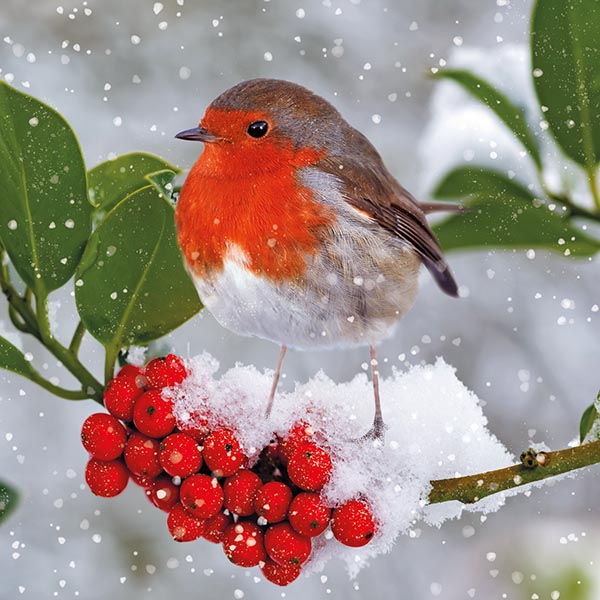 *Out of Stock* Winter Robin - Christmas Cards